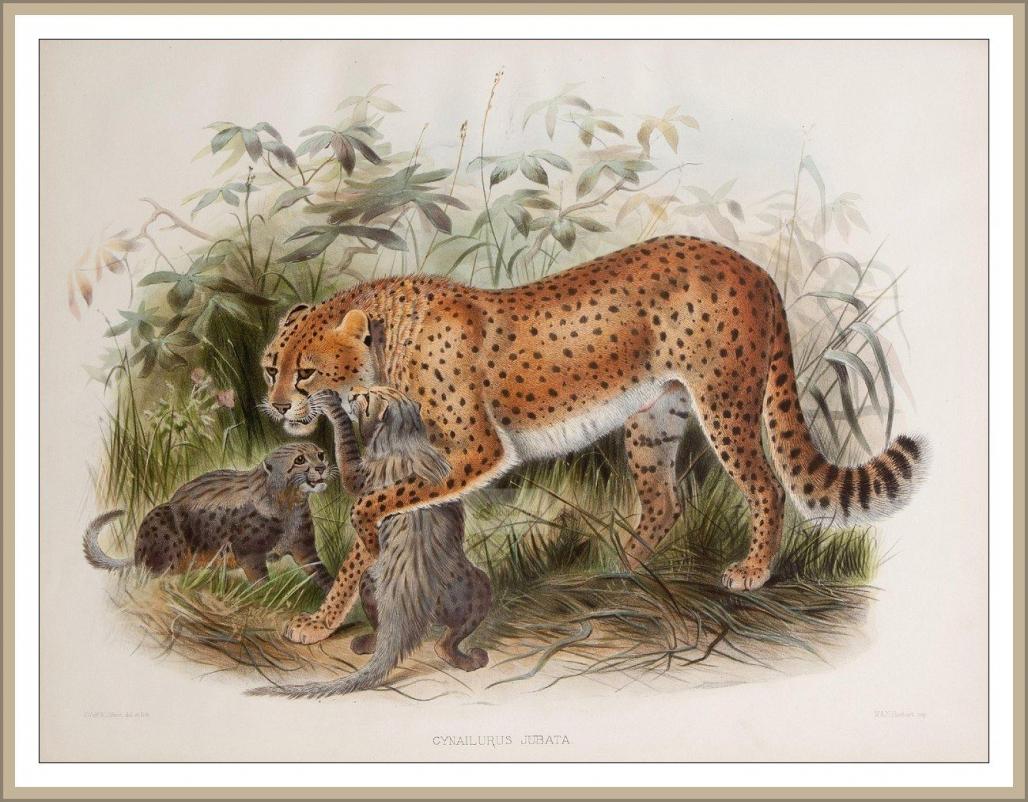 Gepard mit Nachwuchs