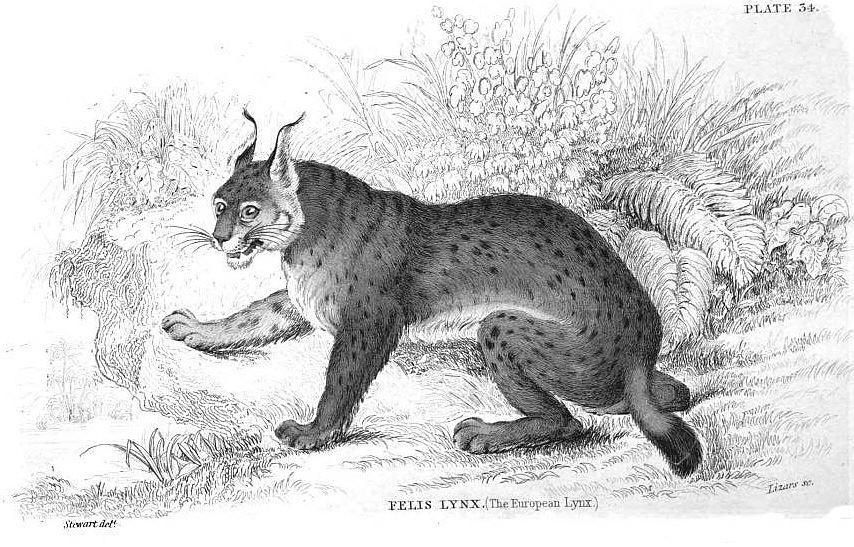 eurasischer Luchs (hier noch "Felis lynx")