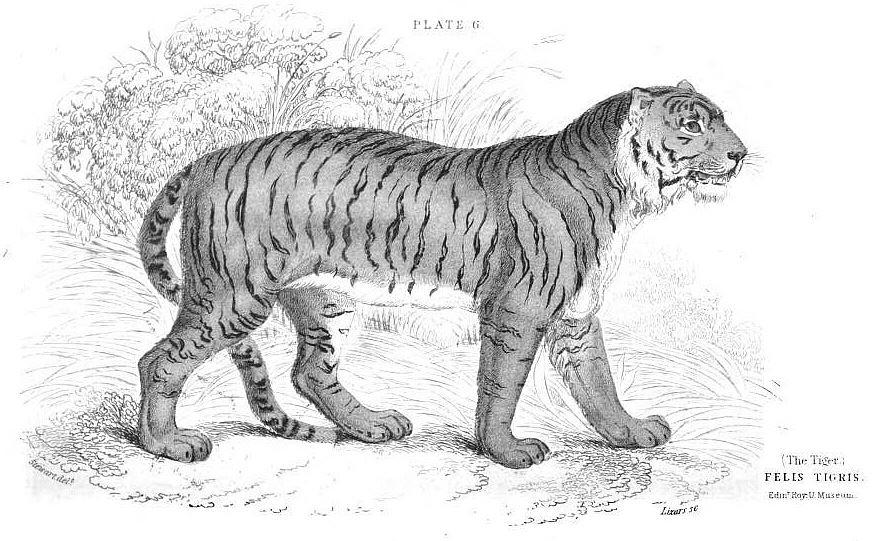 Felis tigris