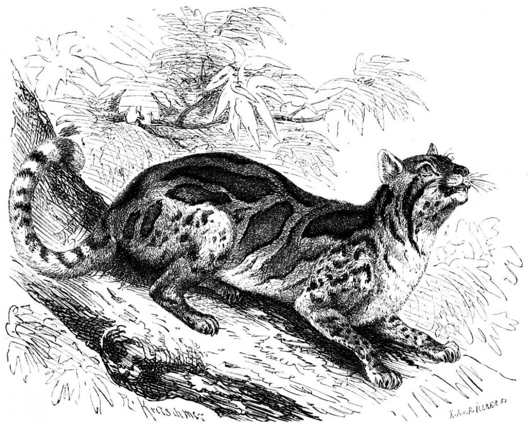 Marmelkatze