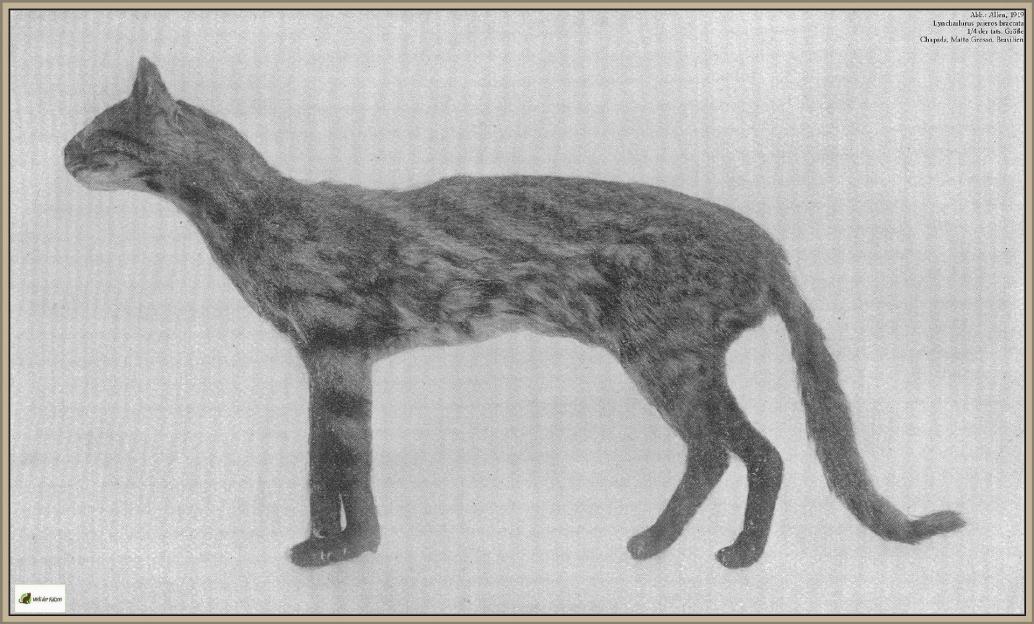 Lynchailurus pajeros braccata