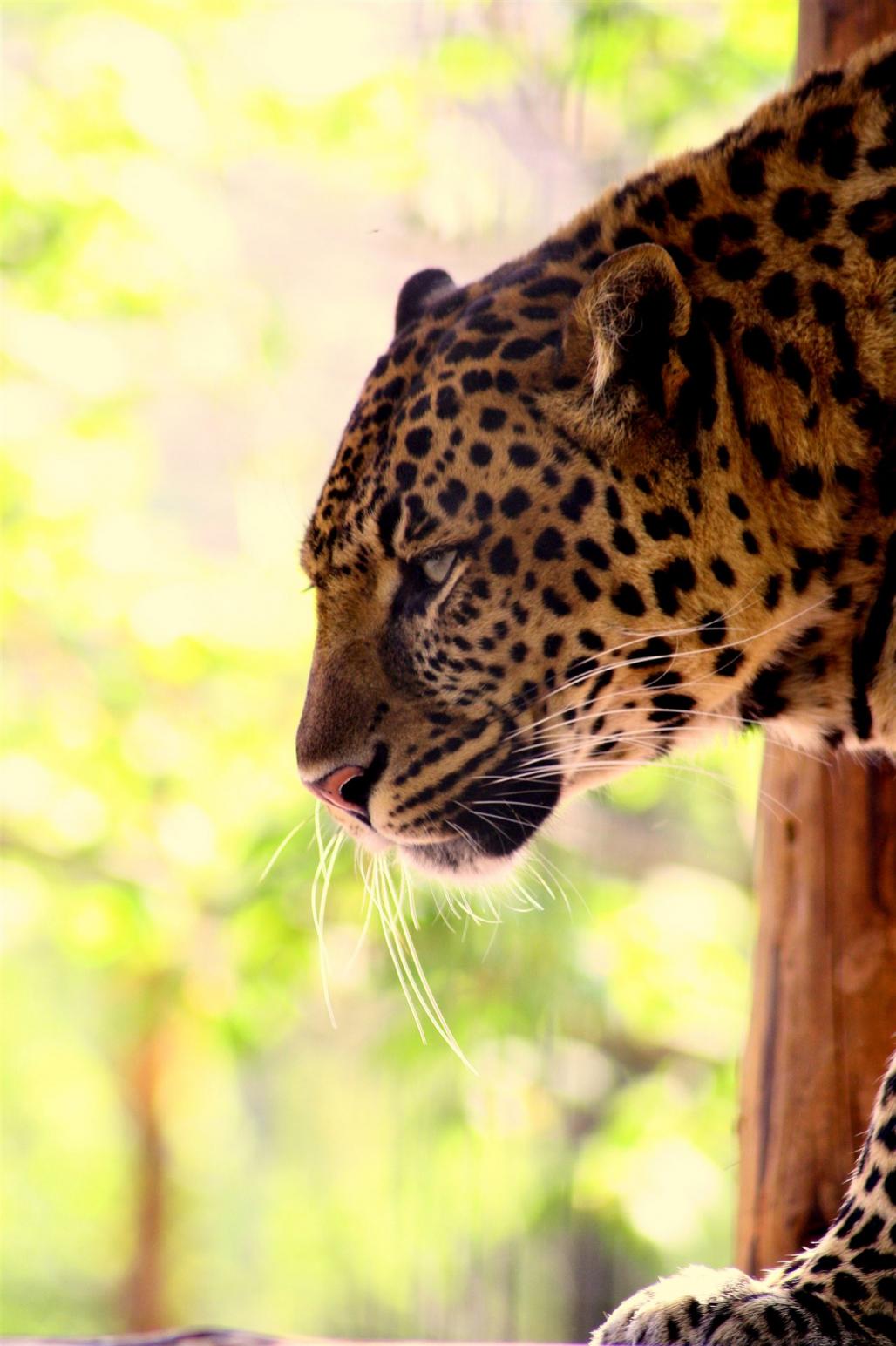 Leopard im Gegenlicht