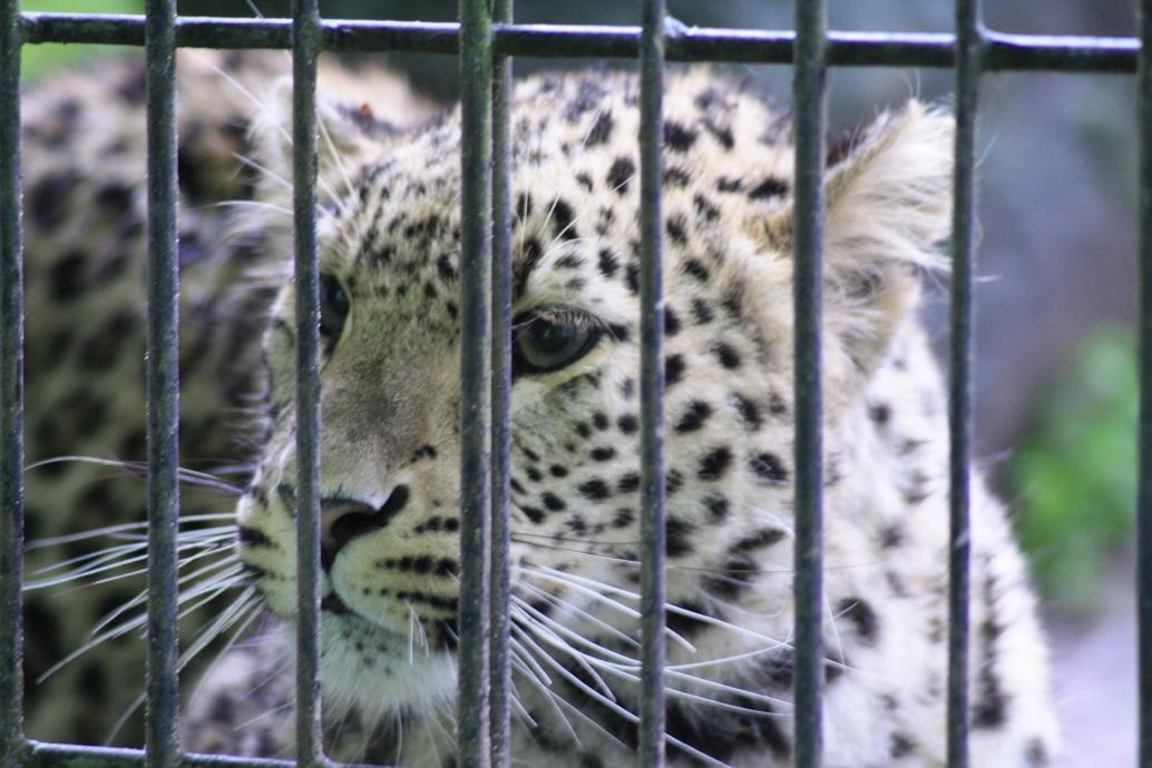 Leopard