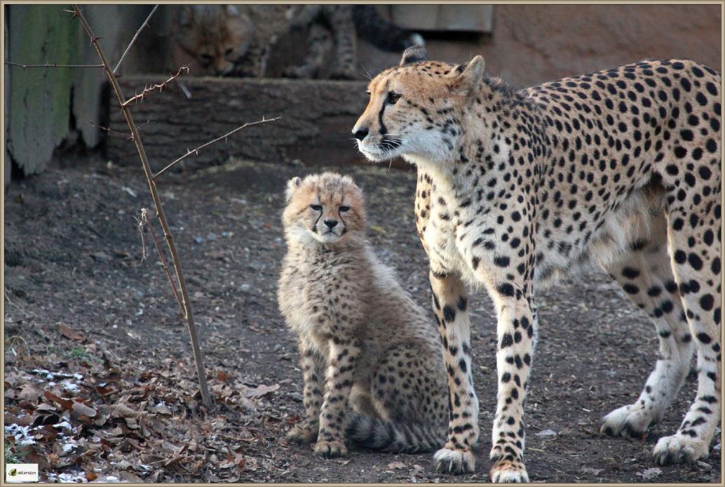 Gepard mit Jungem