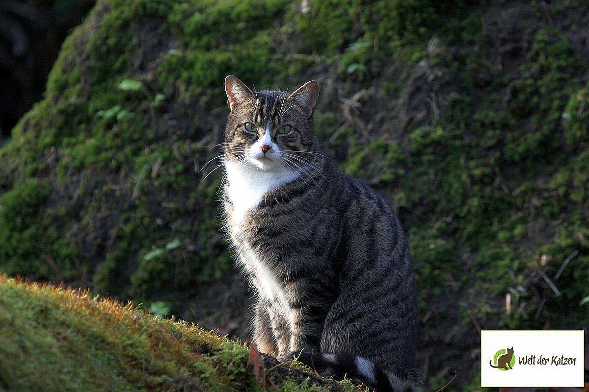 Hauskatze vor Felsen