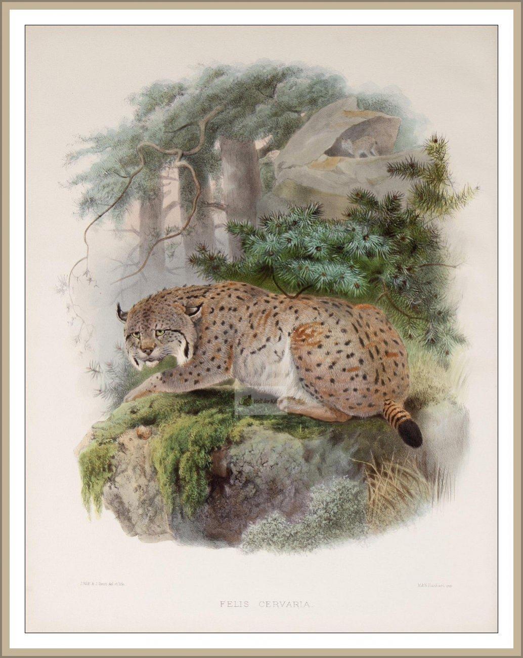 "Sibirischer" Luchs