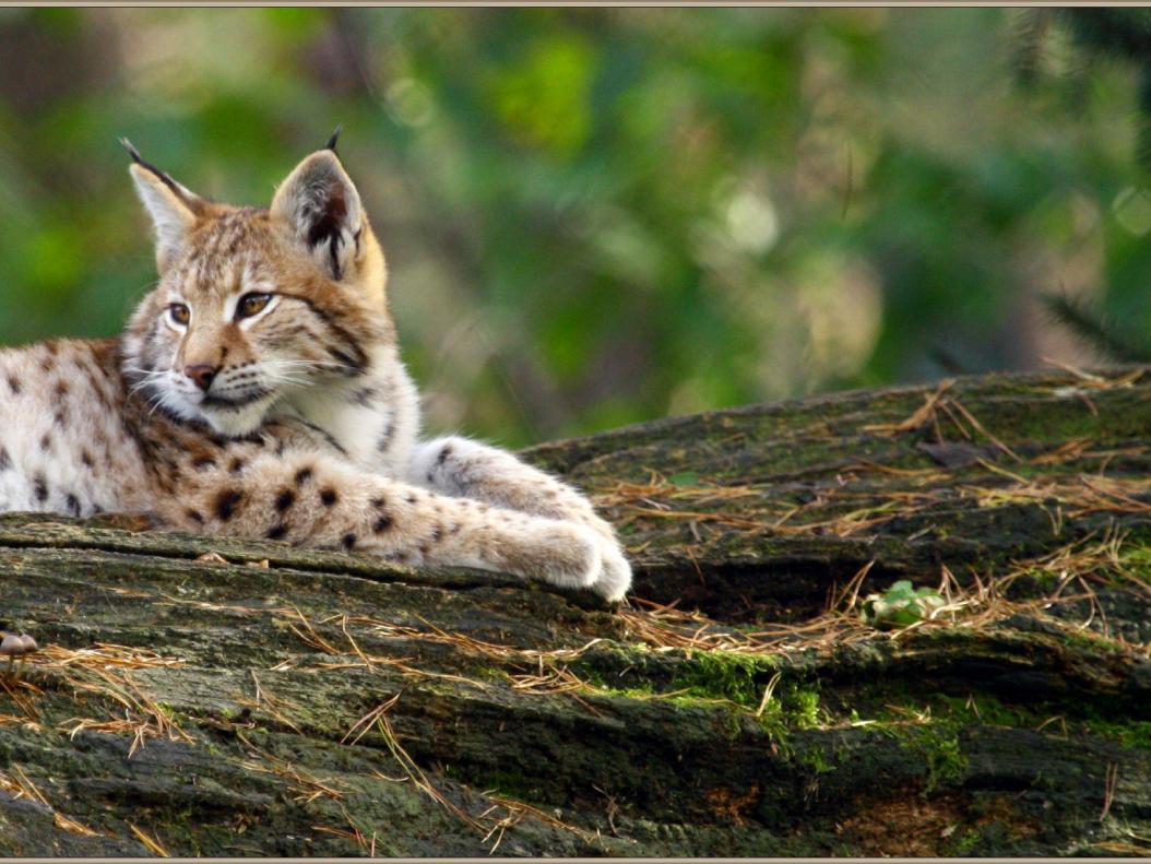 Luchse (Lynx ...)