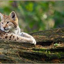 Luchs