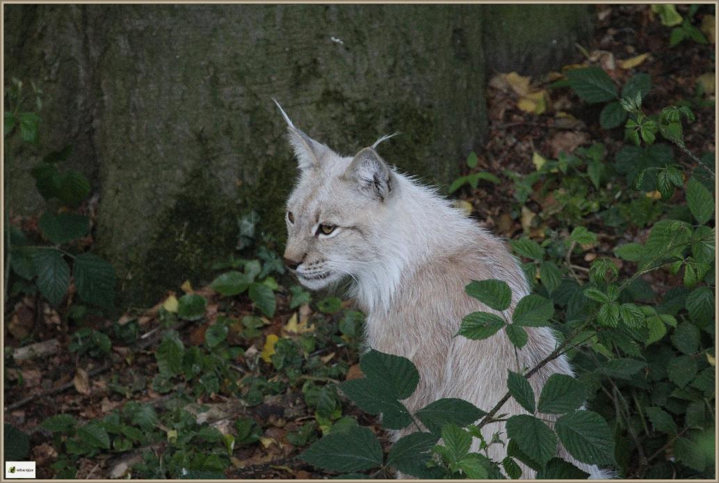 Luchs