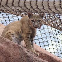 Luchs