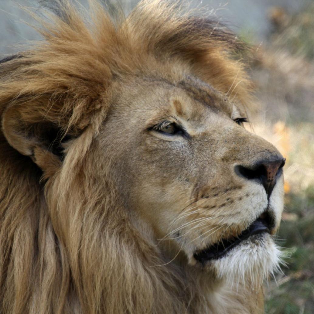Löwe