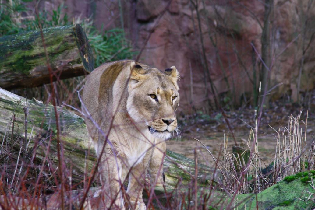 Löwin