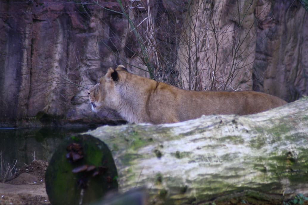 Löwin