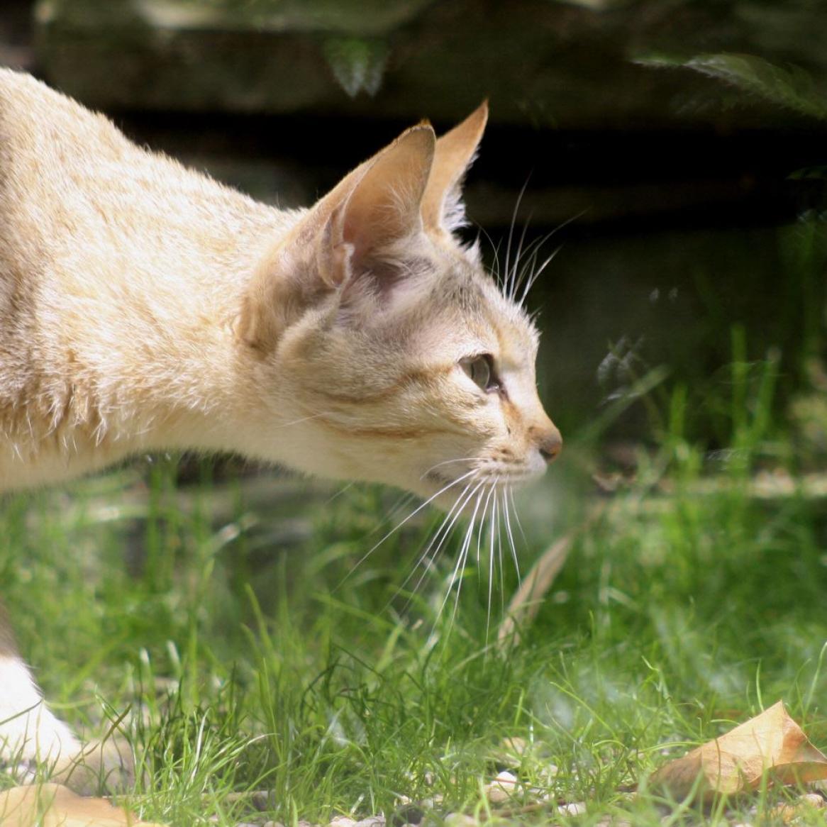 Oman-Falbkatze