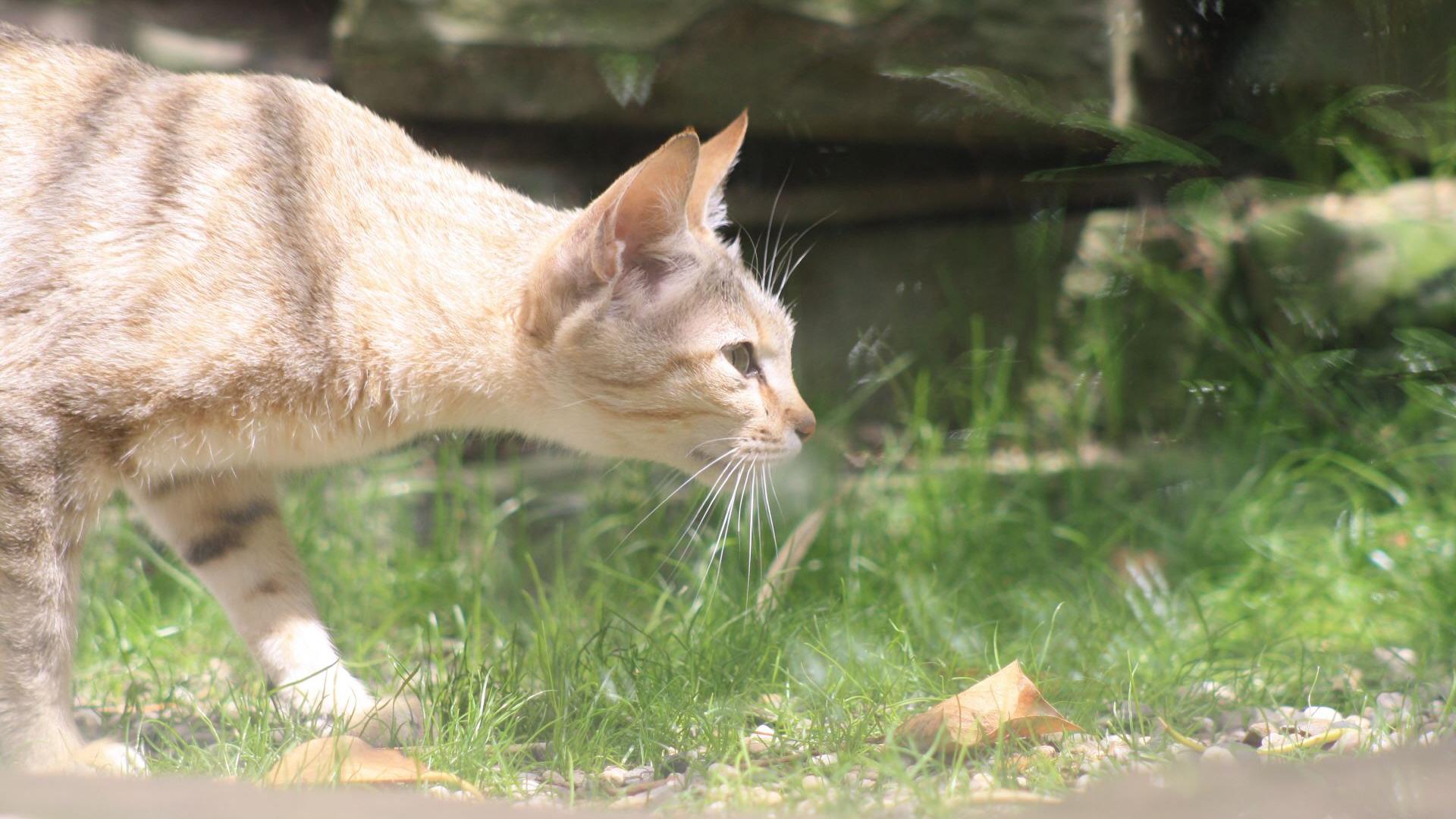 Falbkatze