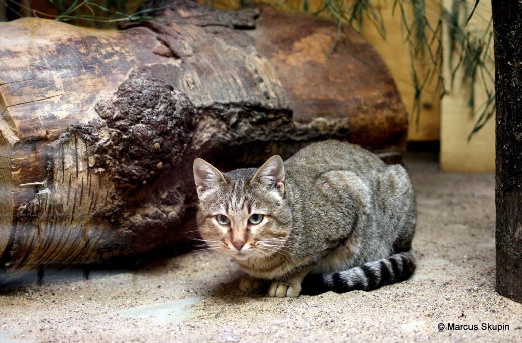 Falbkatze