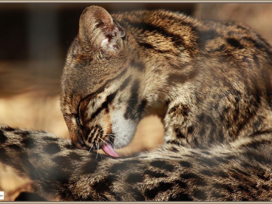 Südliche Ozelotkatze (Leopardus guttulus)