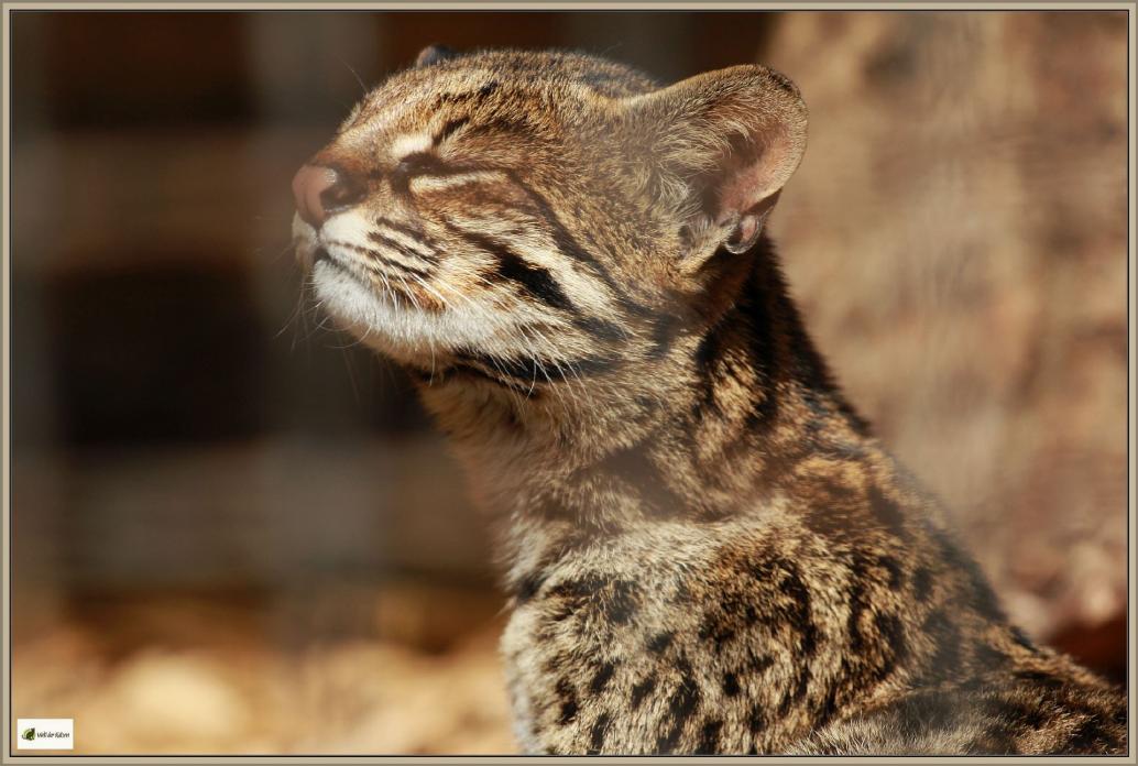 Oncilla, Zwergtigerkatze