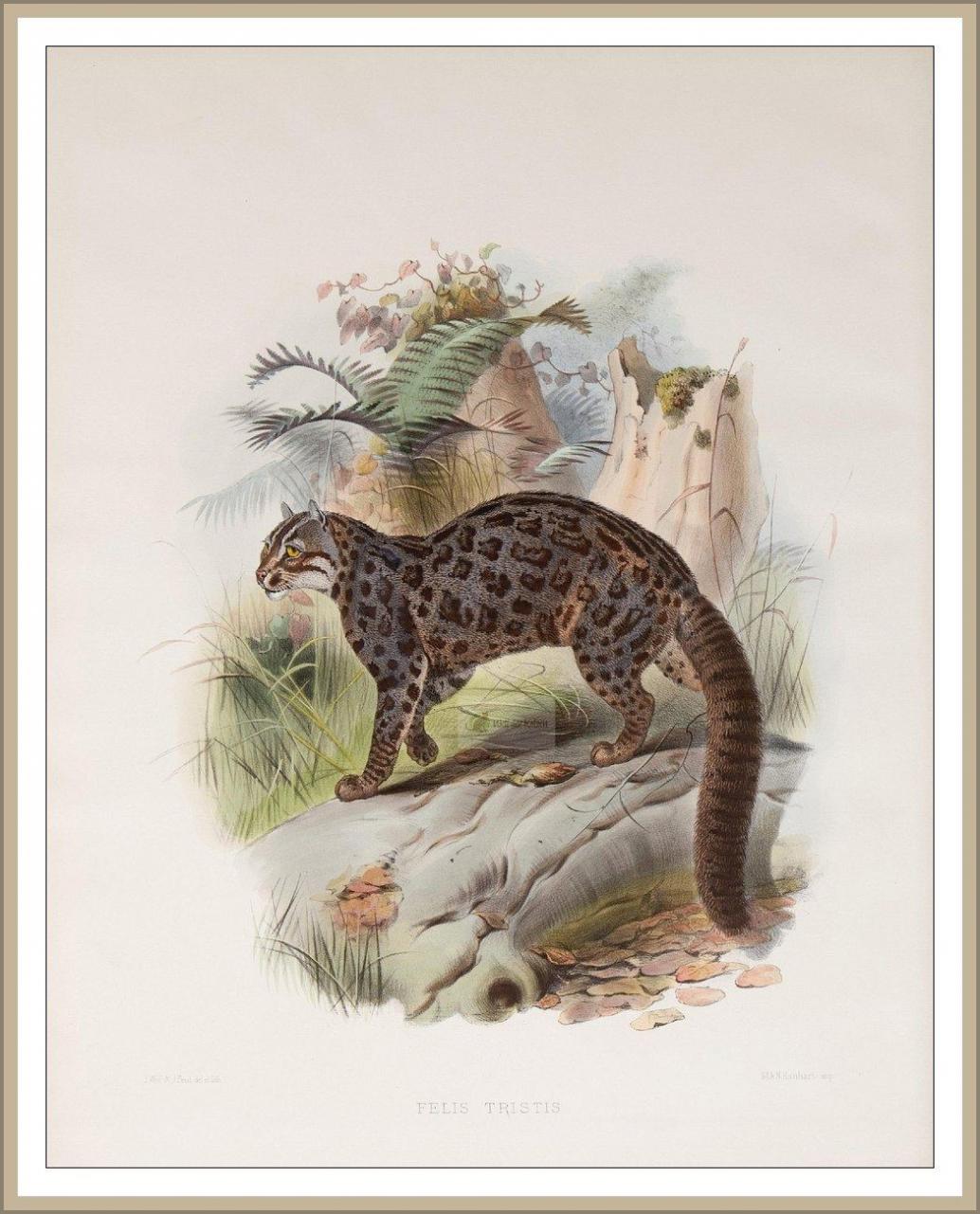 asiatische Goldkatze