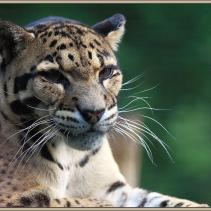Borneo-Nebelparder