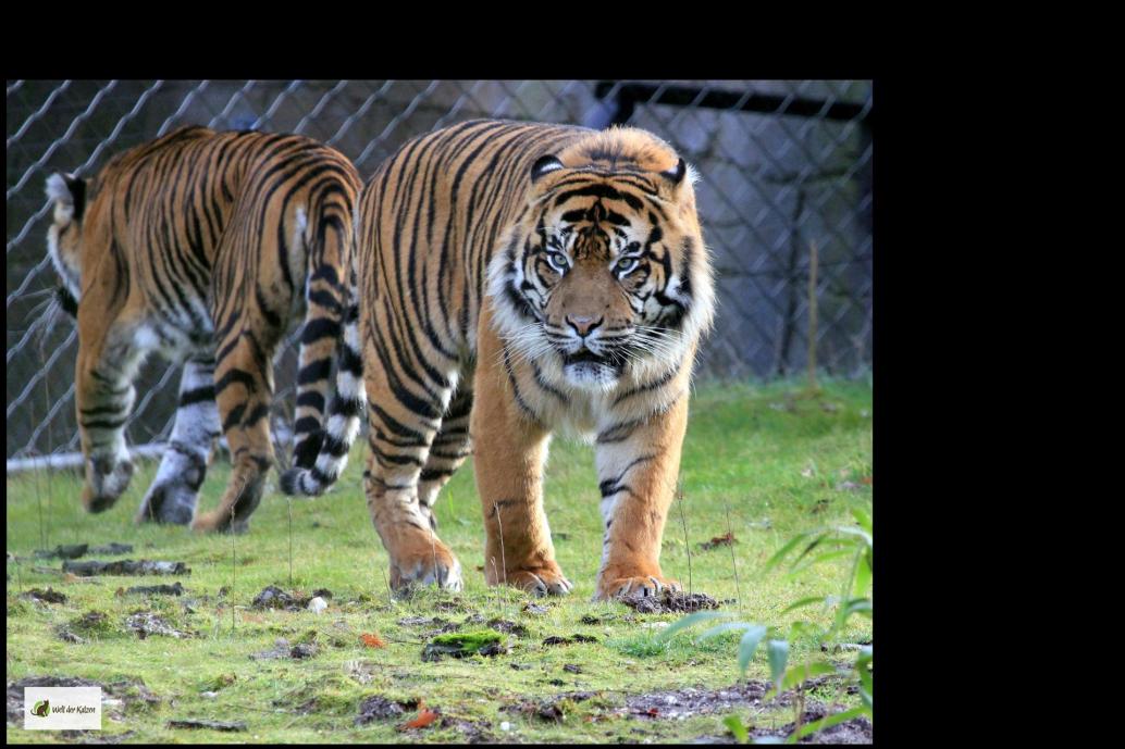 Sumatratiger