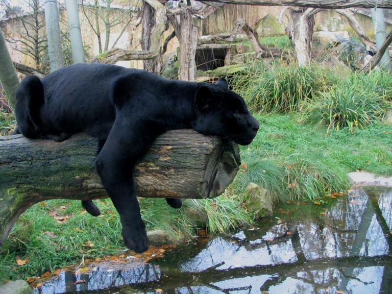 Wilde Katzen: Der Jaguar