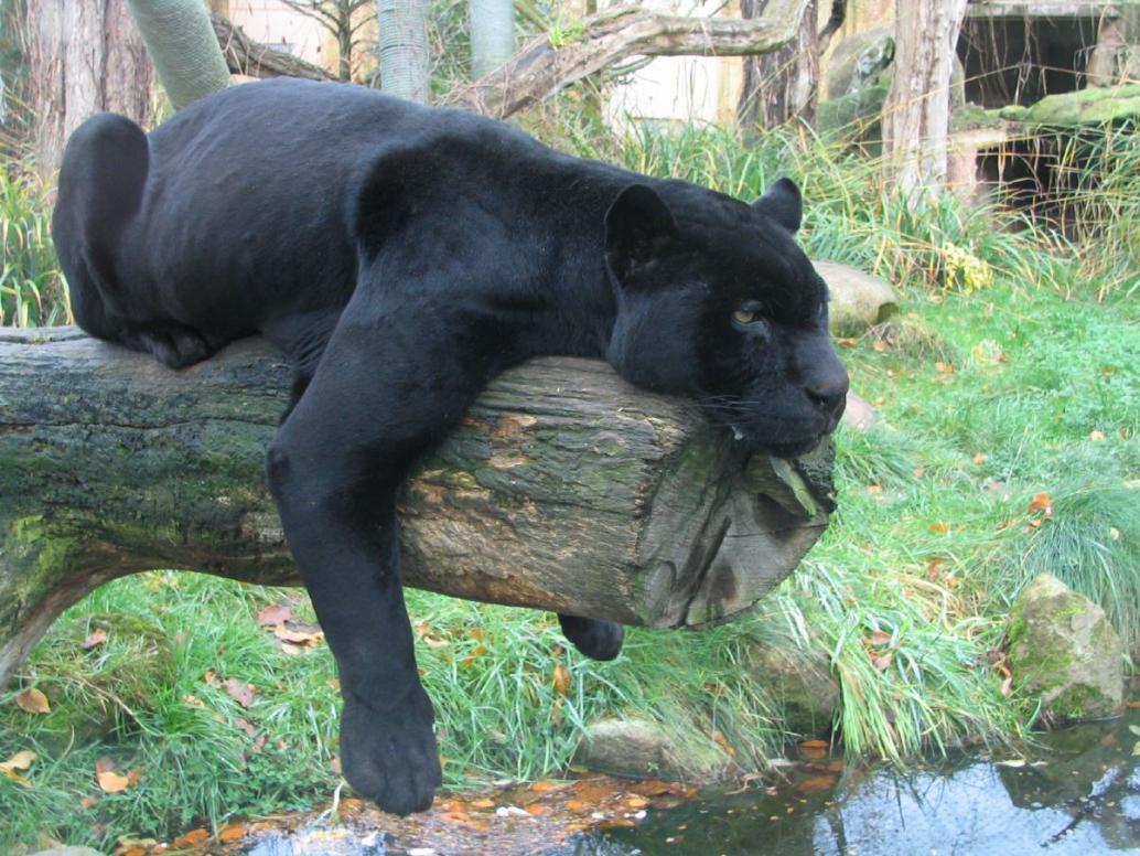 Jaguar