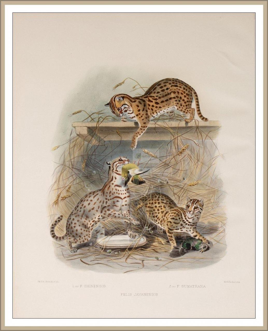 wilde Bengalkatze