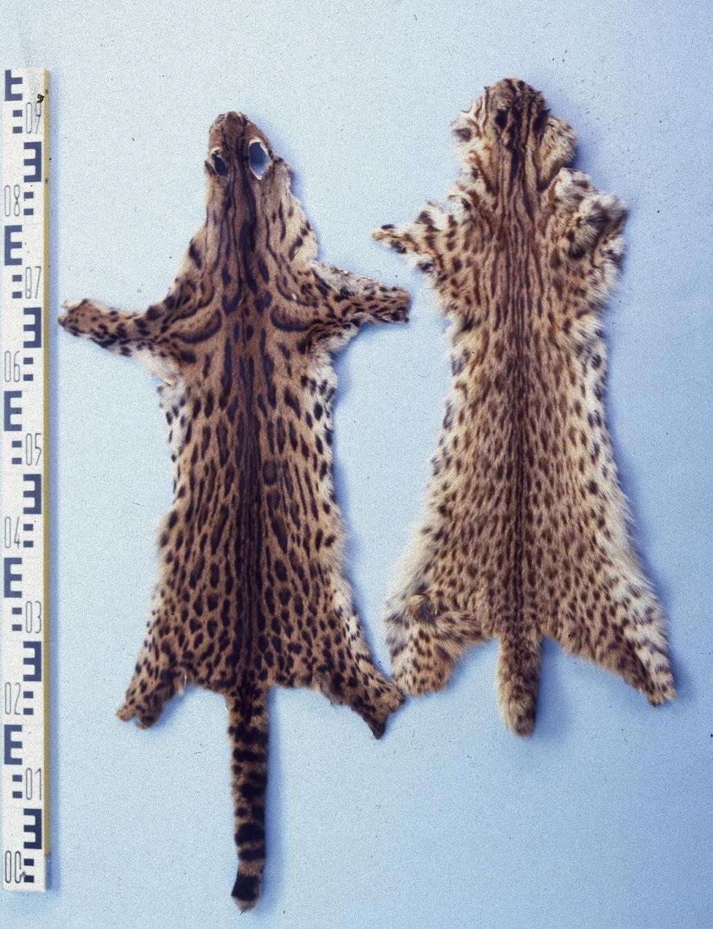 wilde Bengalkatze, Fell