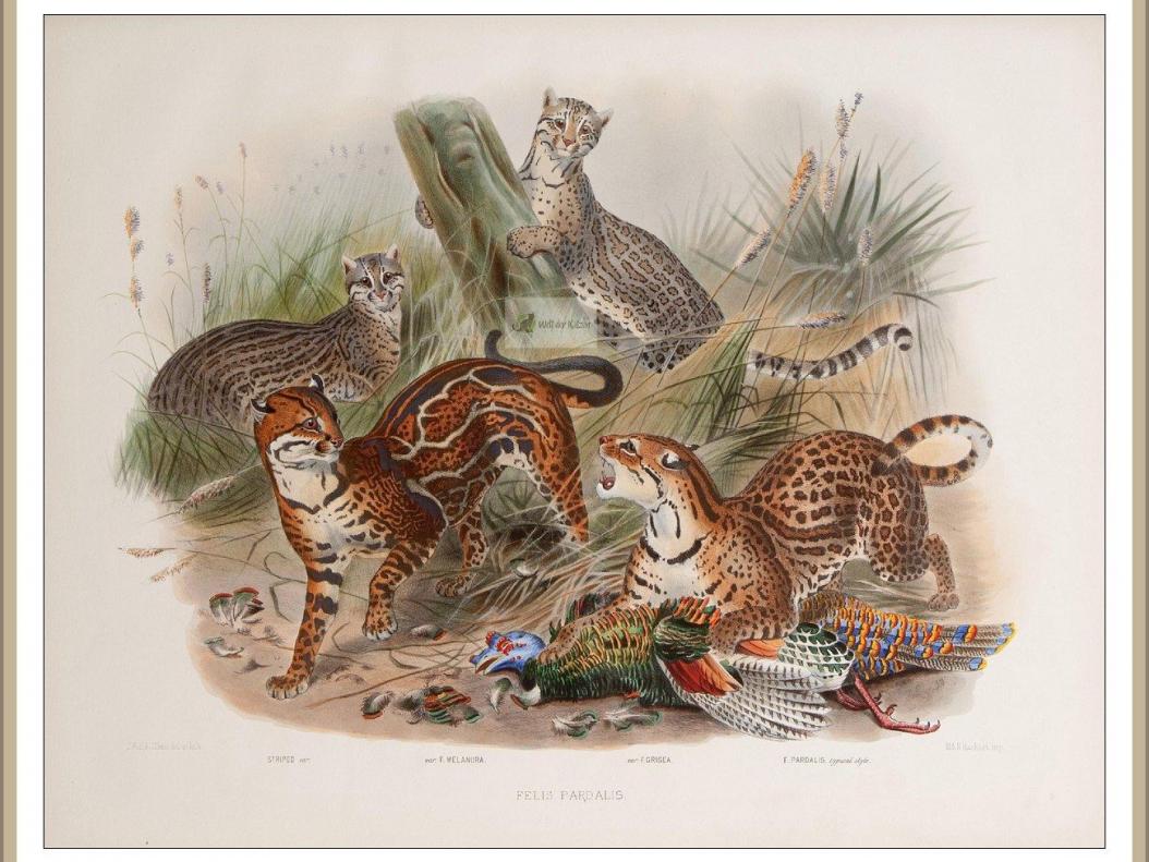 Ozelot (Leopardus pardalis)