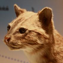 Iriomotekatze
