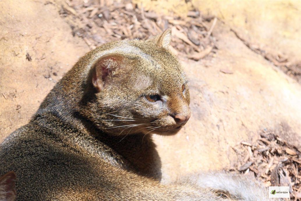 Jaguarundi