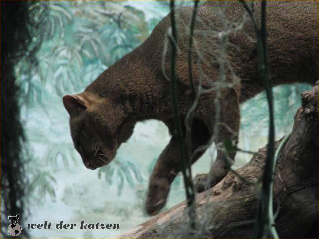 Jaguarundi (Herpailurus yagouaroundi)