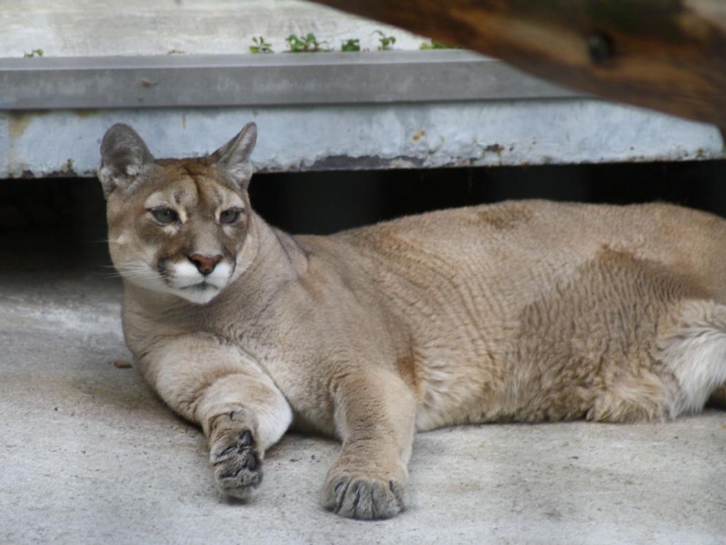 Puma (Puma concolor)