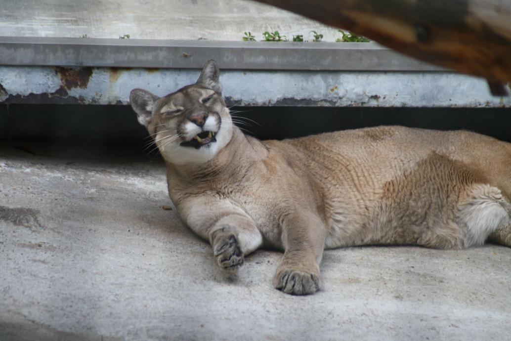 Puma