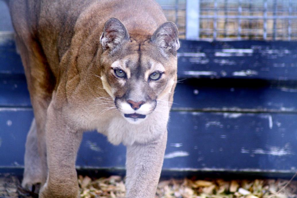 Puma
