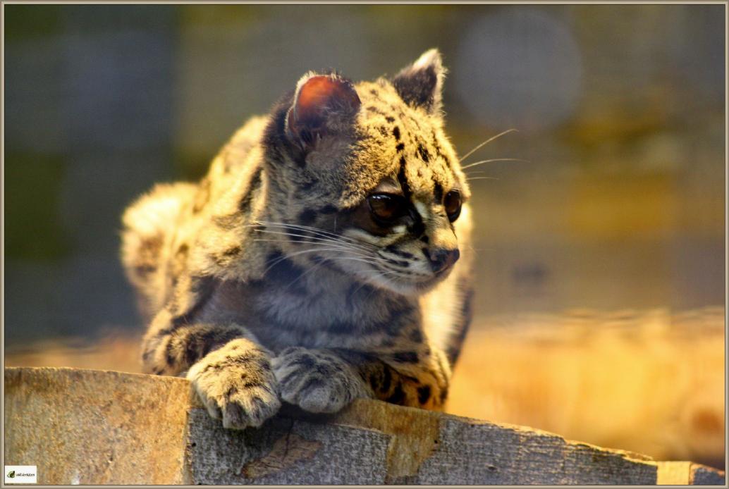 Margay