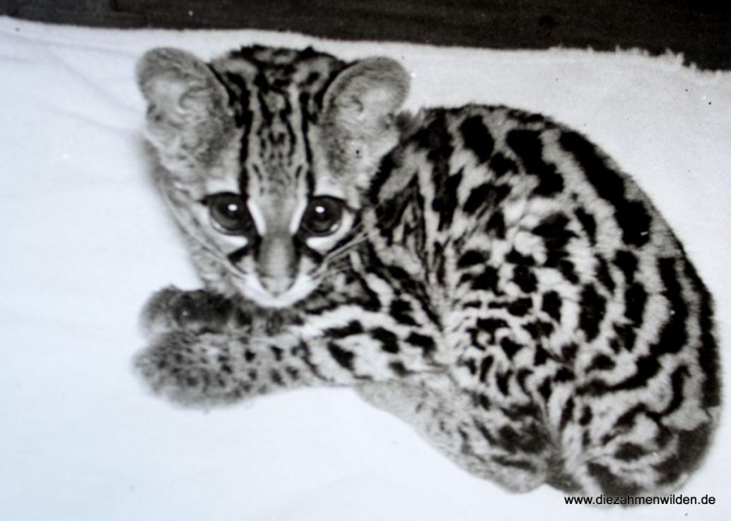 Langschwanzkatze / Margay;