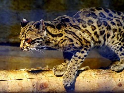 Margay (Leopardus wiedii)