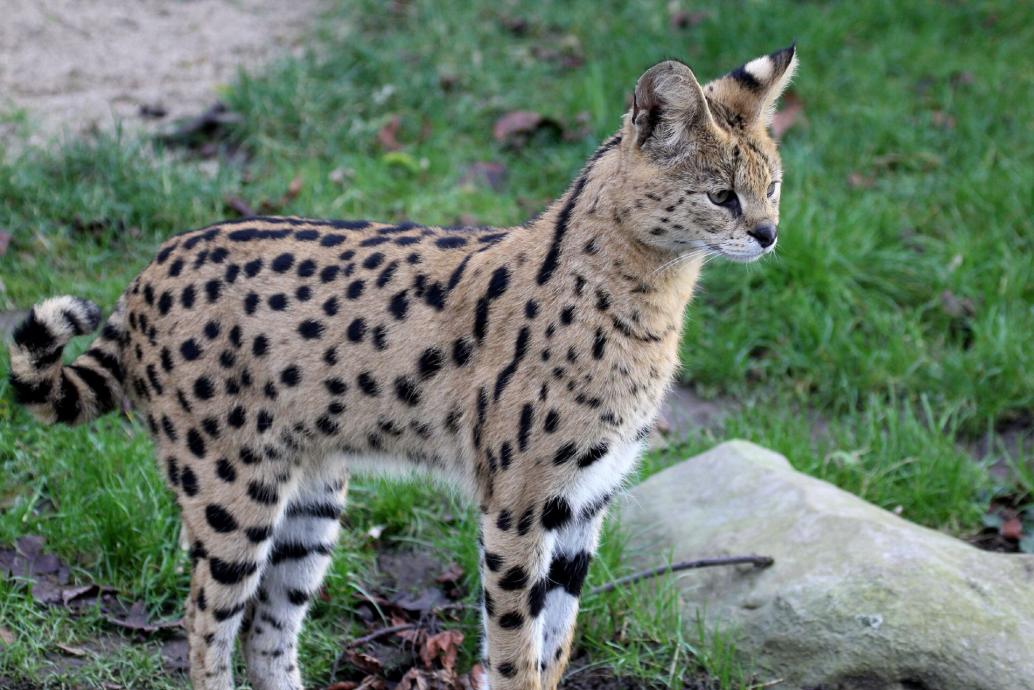 Serval