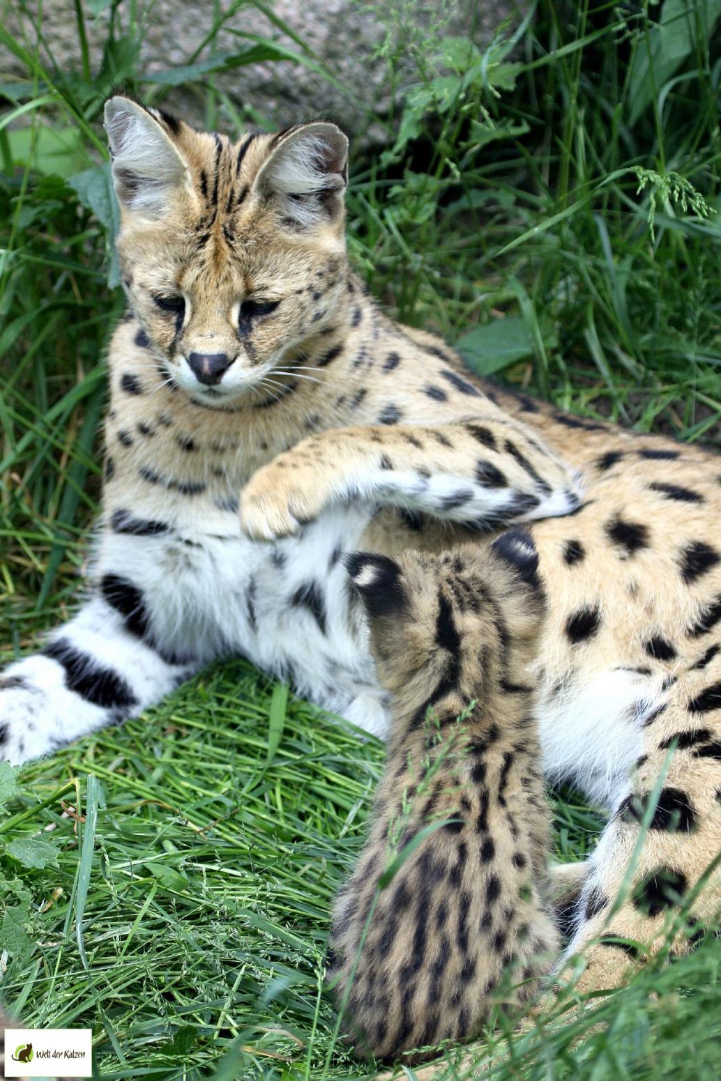 Serval