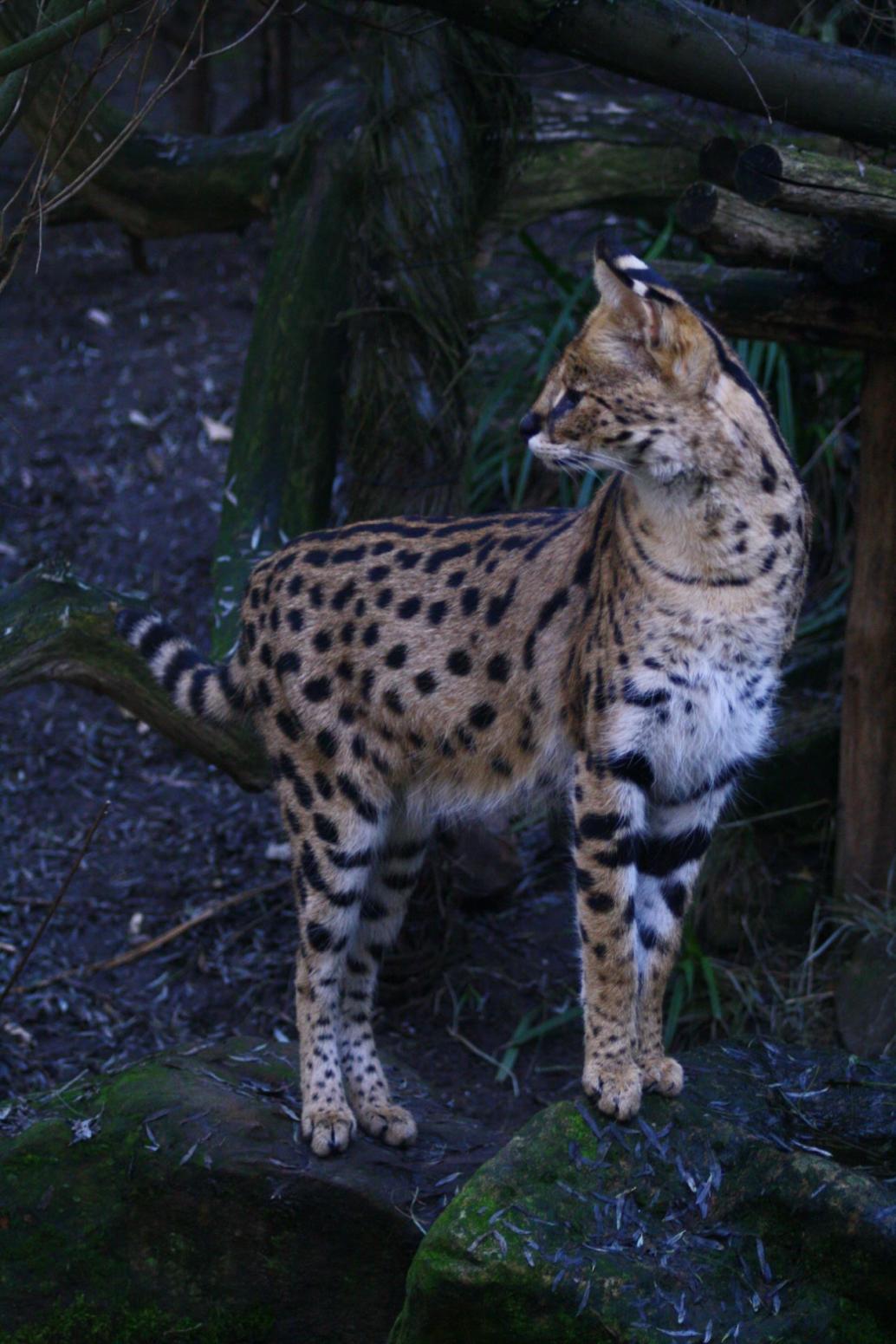 Serval