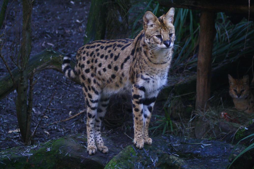 Serval