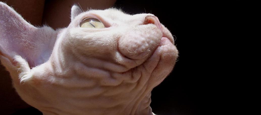 Canadian Sphynx