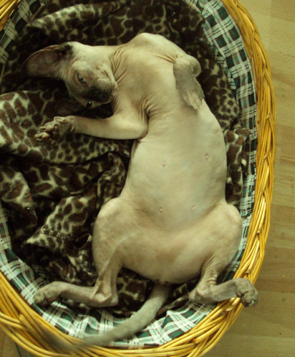Canadian Sphynx