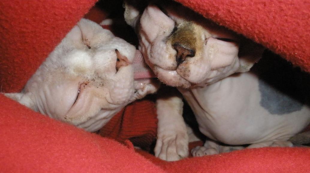 Sphynx