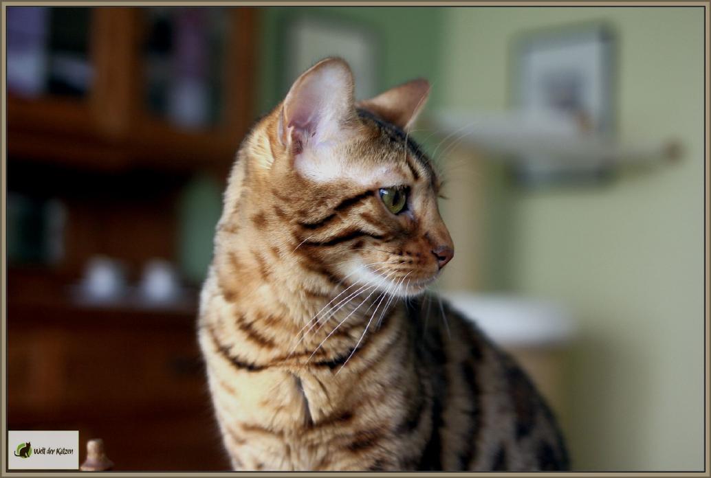 Bengalkatze: Hybridkatze