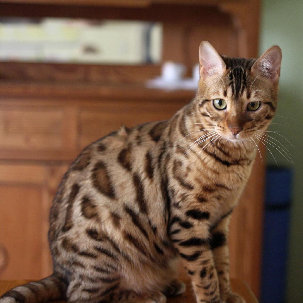 Bengalkatze