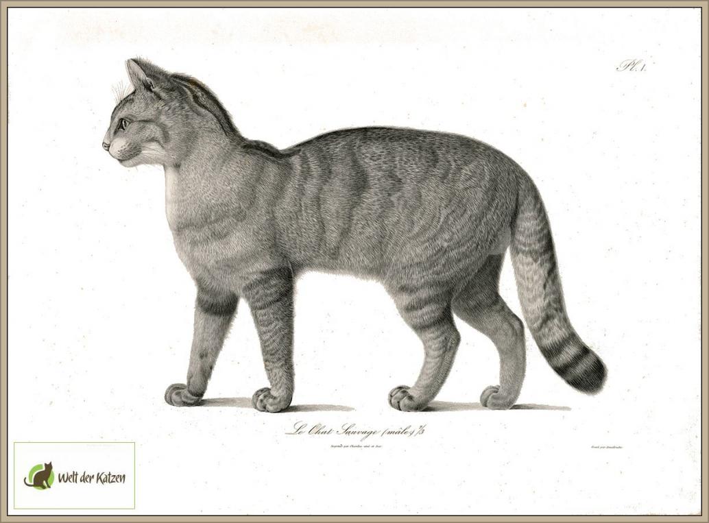 Wildkatze