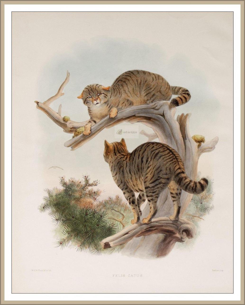 Wildkatze